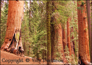 Sequoia National Park